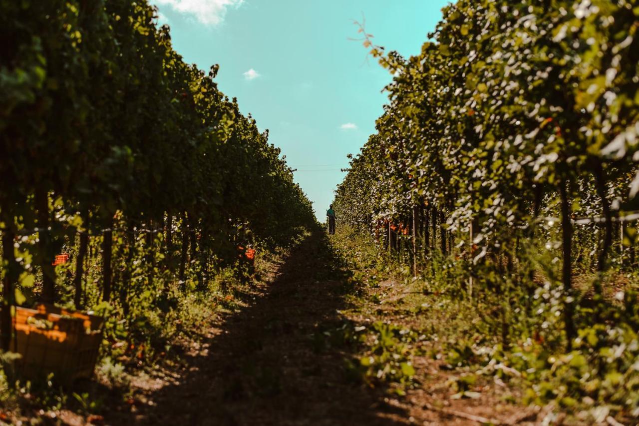 La Vinia Bed&Wine Experience - Adults Only Βίλα Σάσαρι Εξωτερικό φωτογραφία